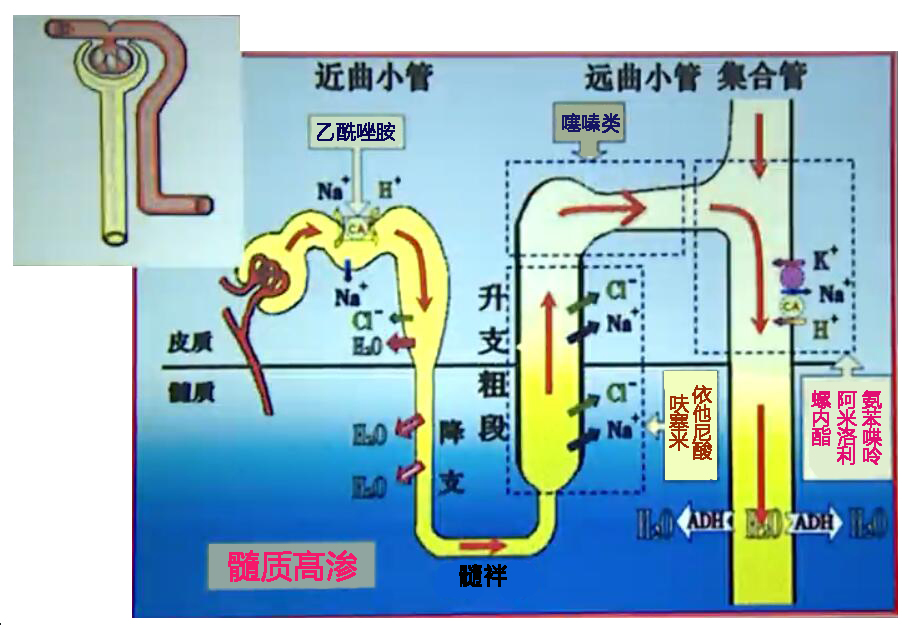 盘点利尿剂的联合用药